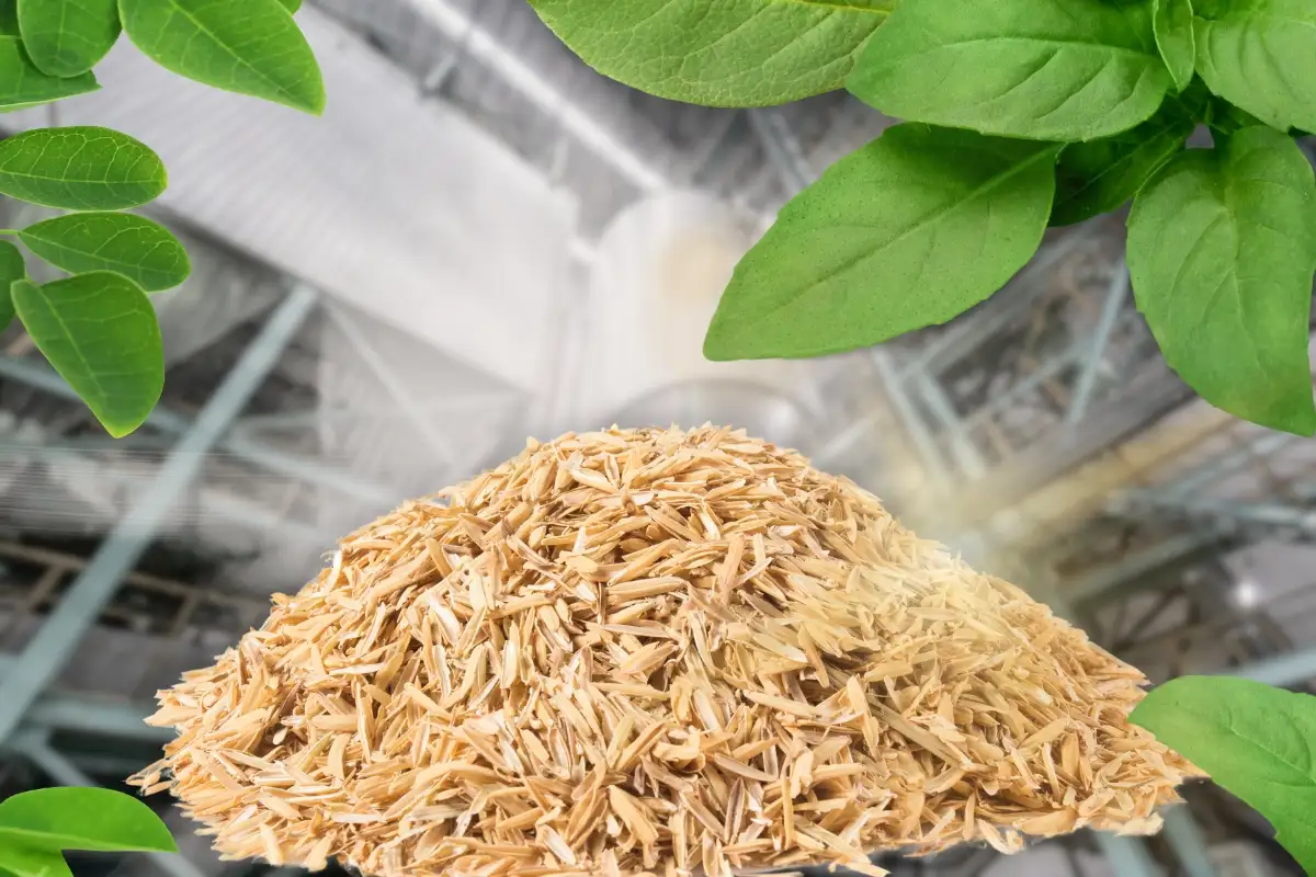 稻壳 - 从农业废弃物到潜在的生物质资源